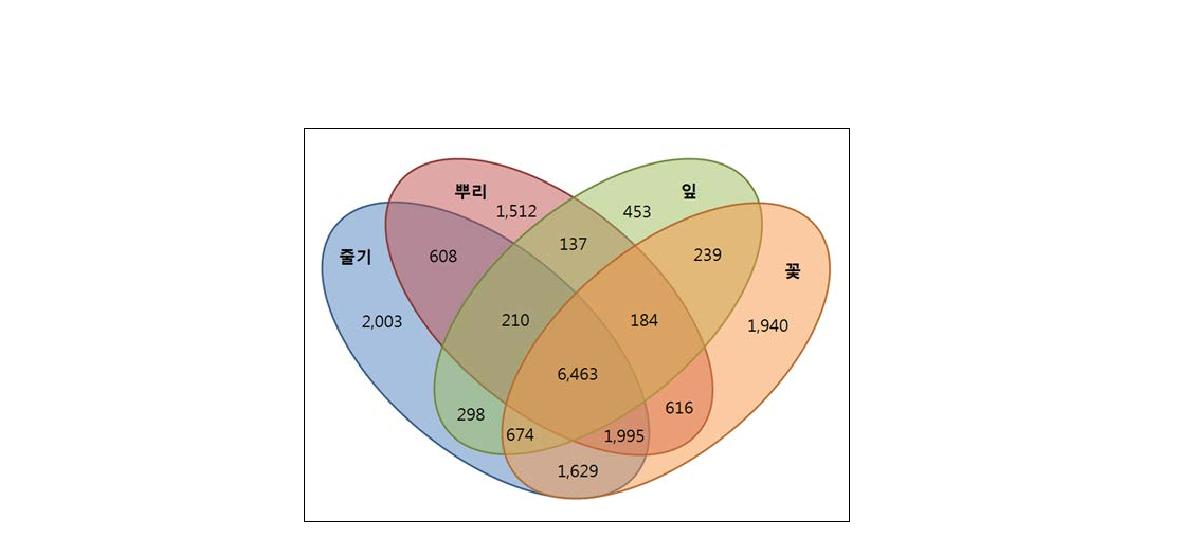 족도리풀 조직별 유전자 clustering 결과