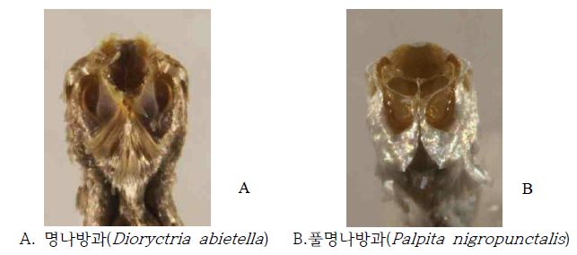 명나방상과의 고막기관