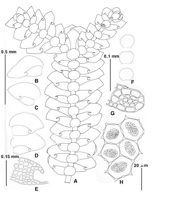 Leucolejeunea japonica (Horik.) Verd.