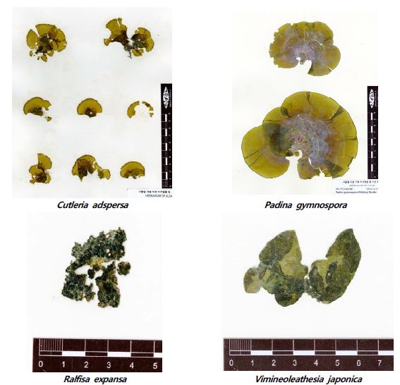 확보된 겨울철 갈조류 소량 보유종 및 미소장 표본