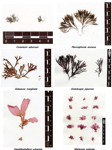 확보된 겨울철 홍조류 소량 보유종 및 미소장 표본