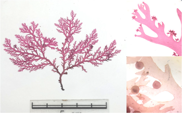 Plocamium telfairiae의 생식기관 관찰