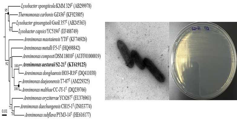 Arenimonas aesturarii S2-21T의 근연종들과의 유연관계, 전자현미경사진 및 agar plate 사진