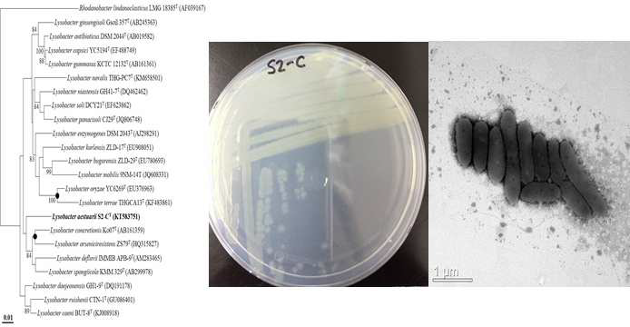 Lysobacter aestuarii S2-CT의 근연종들과의 유연관계, 전자현미경 사진및 agar plate 사진