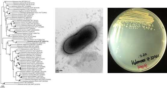 Halomonas garigola JJ-M1T의 근연종들과의 유연관계, 전자현미경 사진및 agar plate 사진