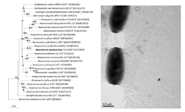 Roseovarius aquimarinus CAU1059T의 근연종들과의 유연관계, 전자현미경 사진