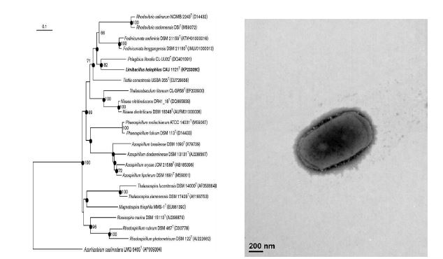 Limibacillus halophilus CAU1121T의 근연속들과의 유연관계, 전자현미경 사진