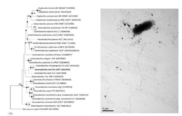 Oceanobacillus arenosus CAU1183T의 근연종들과의 유연관계, 전자현미경 사진