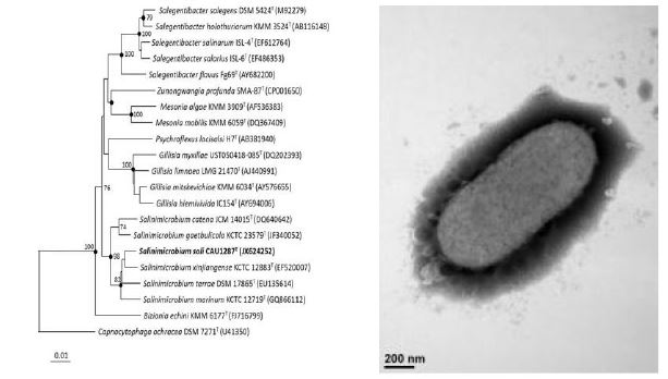 Salinimicrobium soli CAU 1287T의 근연종들과의 유연관계, 전자현미경 사진