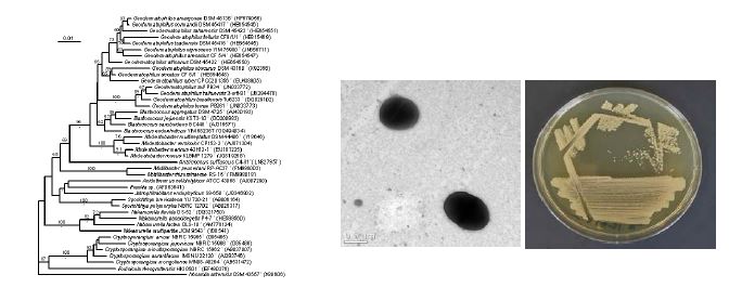 Antricoccus suffuscus C4-31T의 근연종들과의 유연관계, 전자현미경 사진 및 agar plate 사진