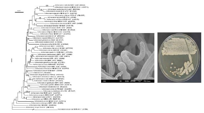 Actinomadura darangshiensis DLS-70T BS-W9T의 근연종들과의 유연관계, 전자현미경 사진 및 agar plate 사진