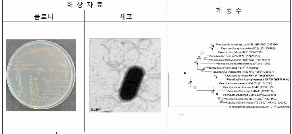 Paenibacillus kyungheensis DCY88T의 agar plate 사진, 전자현미경 사진및 근연종들과의 유연관계.