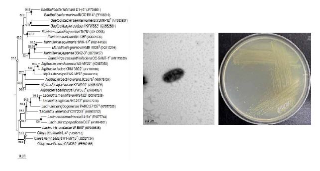 Lacinutrix undariae W-BA8T의 근연종들과의 유연관계, 전자현미경 사진 및 agar plate 사진