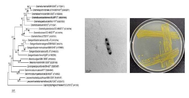 Gramella aestuariivivens BG-MY13T의 근연종들과의 유연관계, 전자현미경 사진 및 agar plate 사진