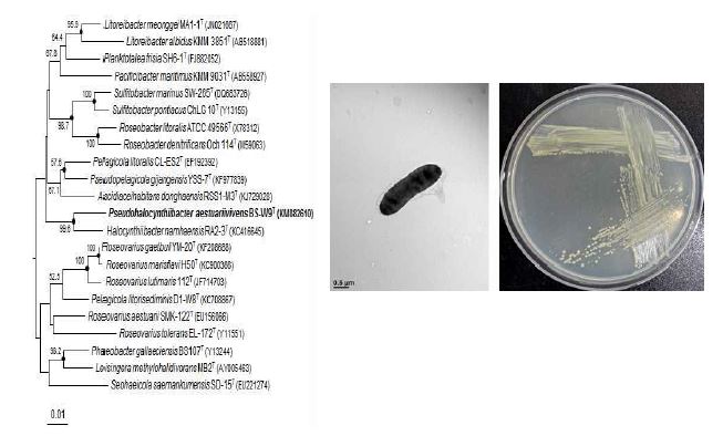 Pseudohalocynthiibacter aestuariivivens BS-W9T의 근연종들과의 유연관계, 전자현미경 사진 및 agar plate 사진