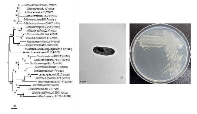 Pseudoseohaeicola caenipelagi BS-W13T의 근연종들과의 유연관계, 전자현미경 사진 및 agar plate 사진