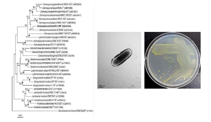 Demequina activiva BS-12MT의 근연종들과의 유연관계, 전자현미경 사진 및 agar plate 사진
