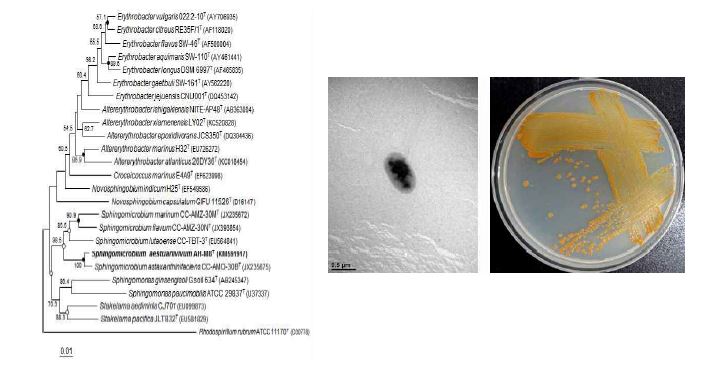 Sphingomicrobium aestuariivivum AH-M8T의 근연종들과의 유연관계, 전자현미경 사진 및 agar plate 사진