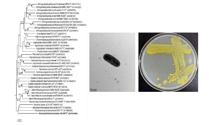 Aestuariivivens insulae AH-MY3T의 근연종들과의 유연관계, 전자현미경사진 및 agar plate 사진