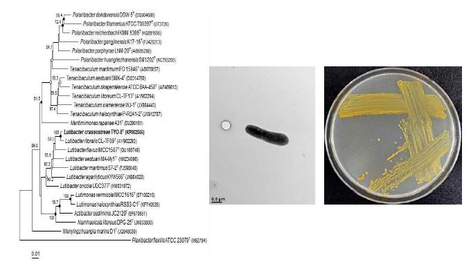 Lutibacter crassostreae TYO-8T의 근연종들과의 유연관계, 전자현미경사진 및 agar plate 사진