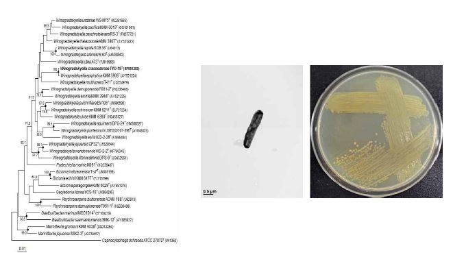 Winogradskyella crassostreae TYO-19T의 근연종들과의 유연관계, 전자현미경 사진 및 agar plate 사진