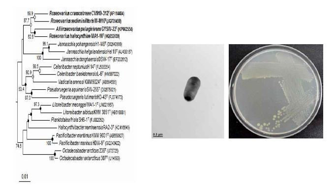 Aliiroseovarius pelagivivens GYSW-22T의 근연종들과의 유연관계, 전자현미경 사진 및 agar plate 사진