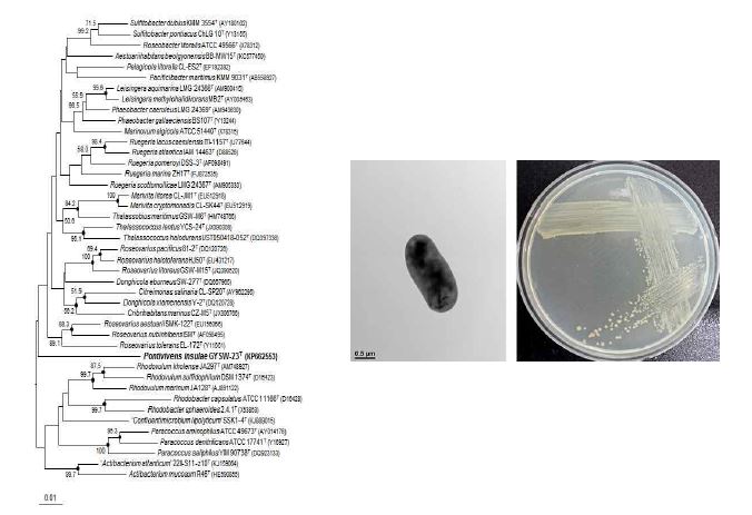 Pontivivens insulae GYSW-23T의 근연종들과의 유연관계, 전자현미경사진 및 agar plate 사진