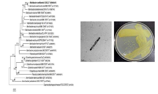 Maribacter confluentis SSK2-2T의 근연종들과의 유연관계, 전자현미경사진 및 agar plate 사진