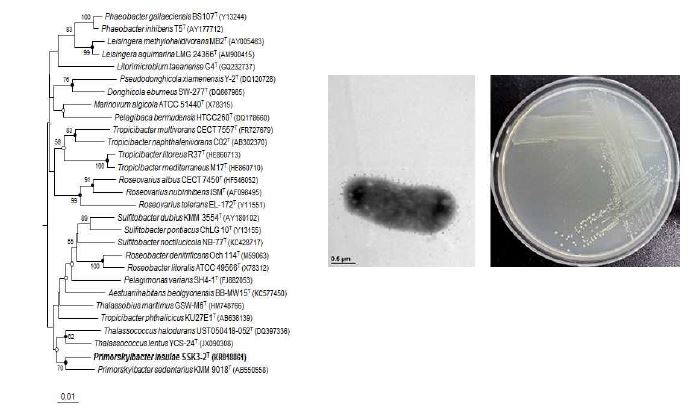 Primorskyibacter insulae SSK3-2T의 근연종들과의 유연관계, 전자현미경사진 및 agar plate 사진