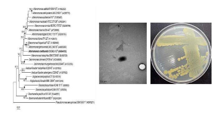Alteromonas confluentis DSSK2-12T의 근연종들과의 유연관계, 전자현미경 사진 및 agar plate 사진