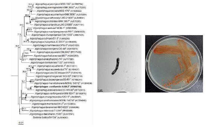 Algoriphagus confluentis HJM-2T의 근연종들과의 유연관계, 전자현미경사진 및 agar plate 사진