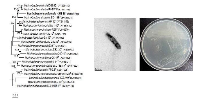 Marinobacter confluentis HJM-18T의 근연종들과의 유연관계, 전자현미경 사진 및 agar plate 사진