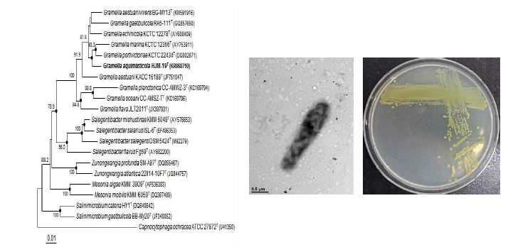 Gramella aquimixticola HJM-19T의 근연종들과의 유연관계, 전자현미경사진 및 agar plate 사진