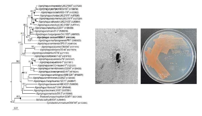 Algoriphagus aestuarii MDM-1T의 근연종들과의 유연관계, 전자현미경사진 및 agar plate 사진