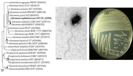 Alteromonas naphthalenivorans SN2T의 근연종들과의 유연관계, 전자현미경 사진 및 agar plate 사진