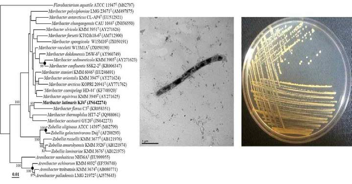 Maribacter lutimaris KJ4T의 근연종들과의 유연관계, 전자현미경 사진및 agar plate 사진