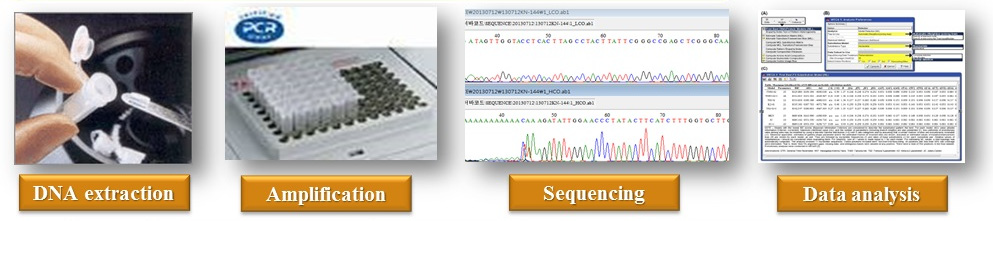 DNA 추출 및 분석 과정