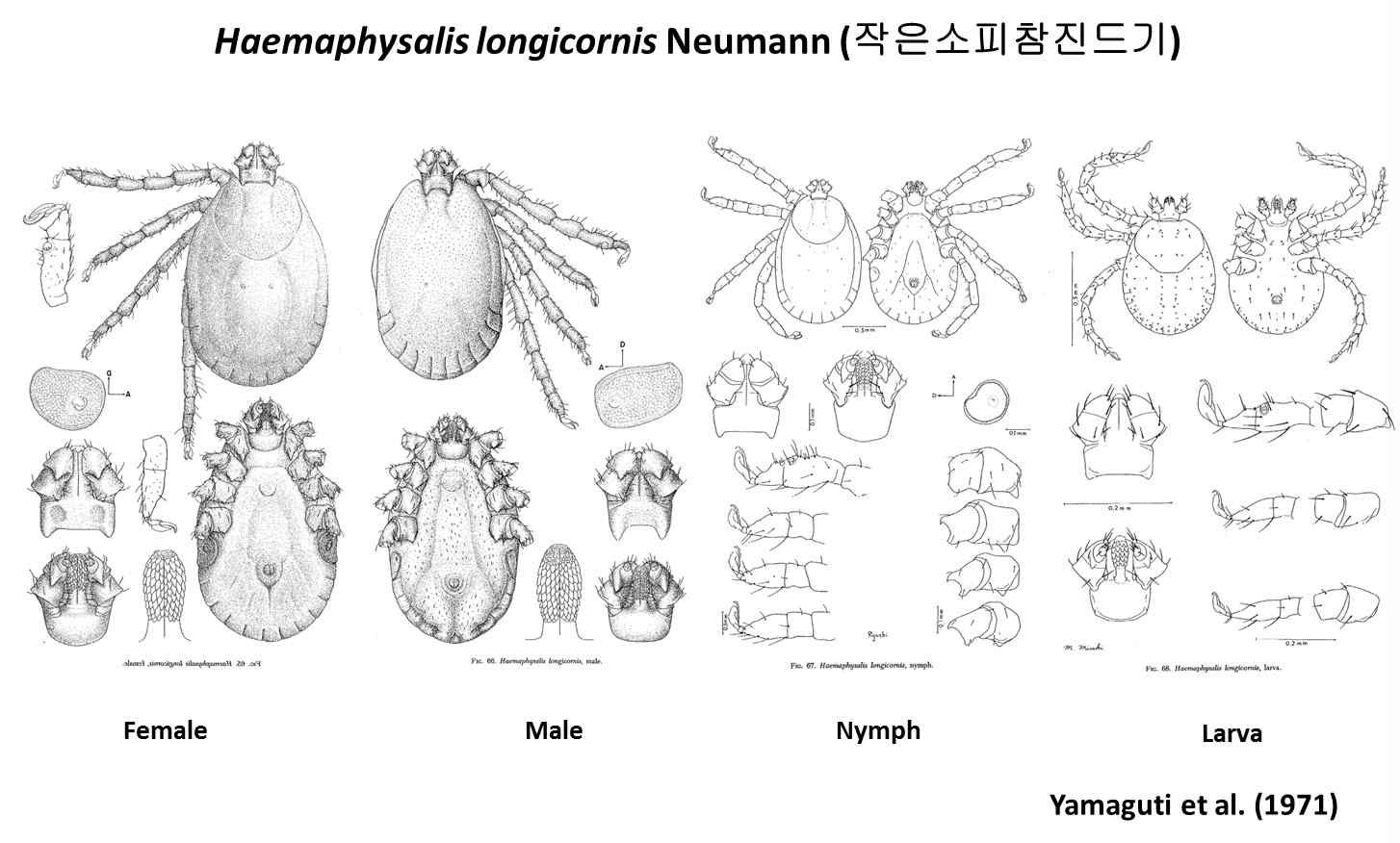 작은소피참진드기(Haemaphysalis longicornis)의 형태학적 특징.