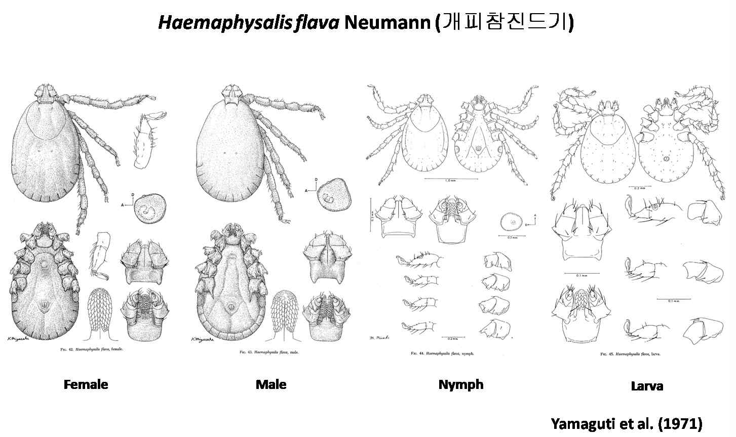 개피참진드기(Haemaphysalis flava)의 형태학적 특징.