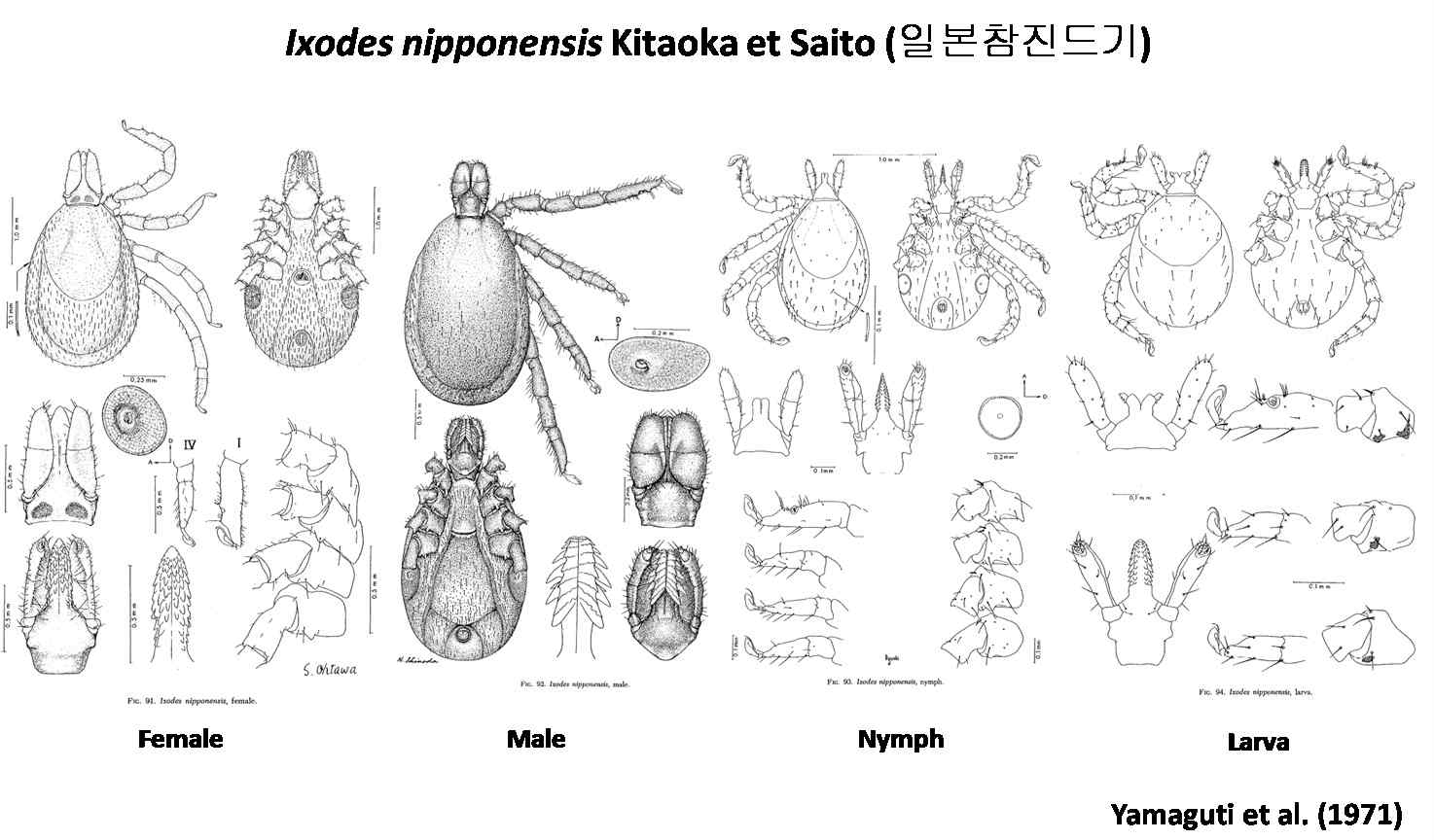 일본참진드기(Ixodes nipponensis)의 형태학적 특징.