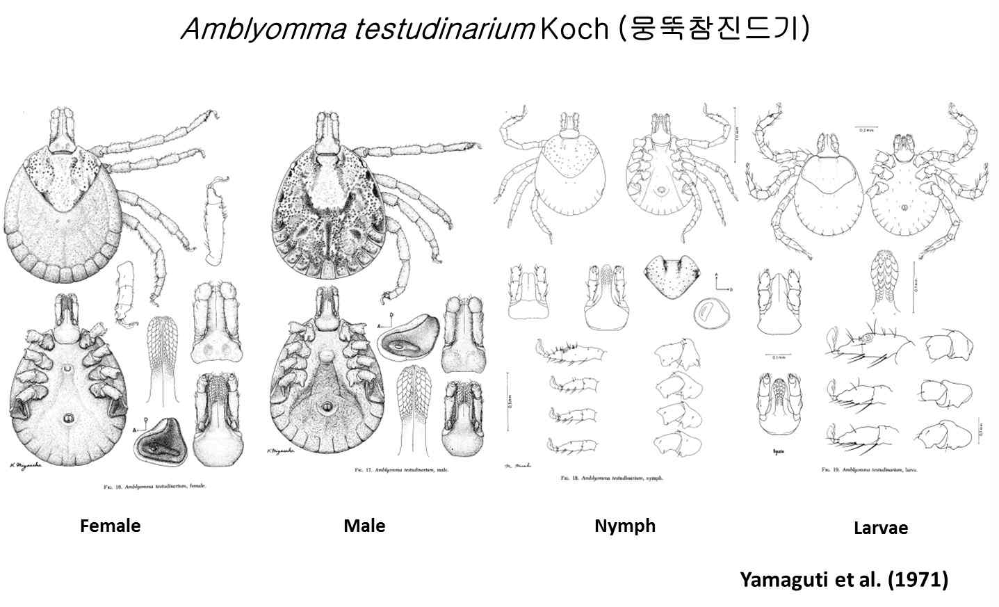 뭉뚝참진드기(Amblyomma testudinarium)의 형태학적 특징.