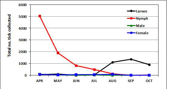채집된 참진드기의 월별 및 발육단계별 분포.