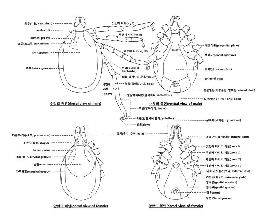 참진드기속 진드기의 주요 분류학적 형질.