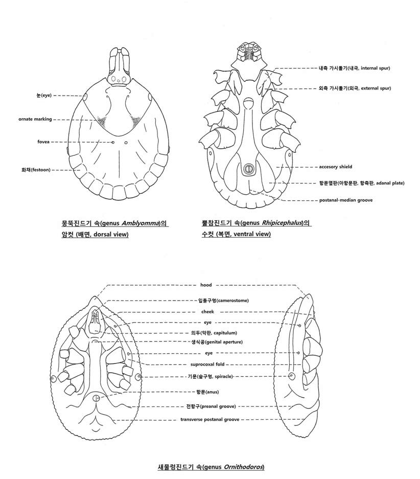 뭉뚝참진드기, 뿔참진드기, 새물렁진드기의 주요 분류학적 형질.