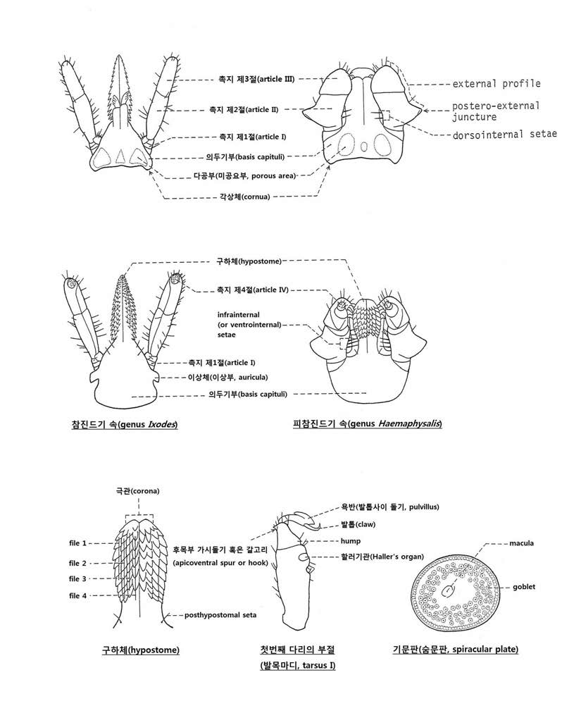 진드기의 주요 분류학적 형질.