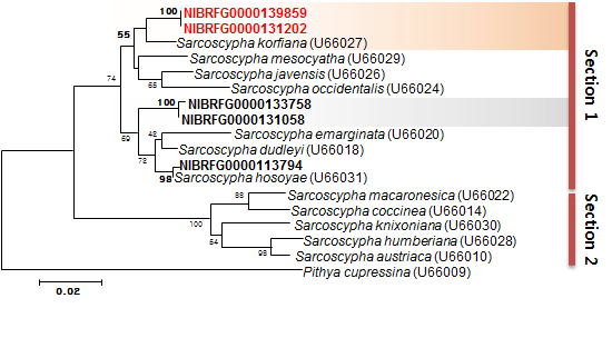 Sarcoscypha sp. (NIBRFG0000139859)의 계통도.