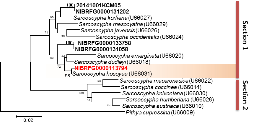 Sarcoscypha hosoyae (NIBRFG0000113794)의 계통도.