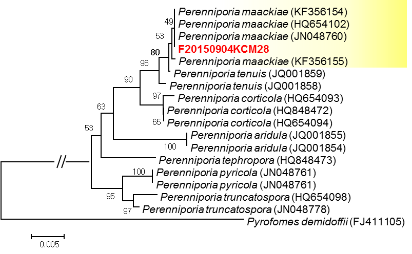 Perenniporia sp. (F20150904KCM28)의 계통도.