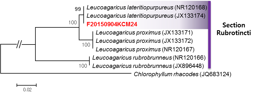 Leucoagaricus lateritiopurpureus (F20150904KCM24)의 계통도.