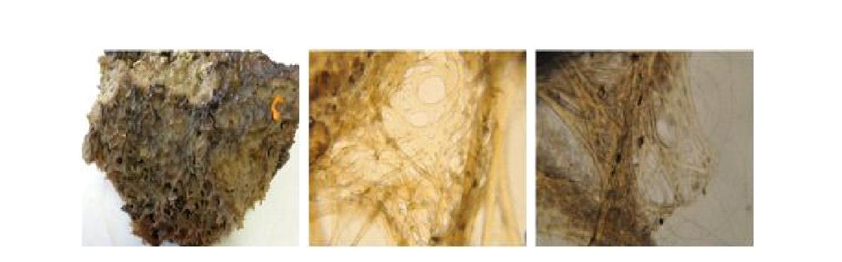 Sarcotragus n. sp. 8 A, Entire animal; B, Secondary fibres web; C, Closedprimary fibres with sand.